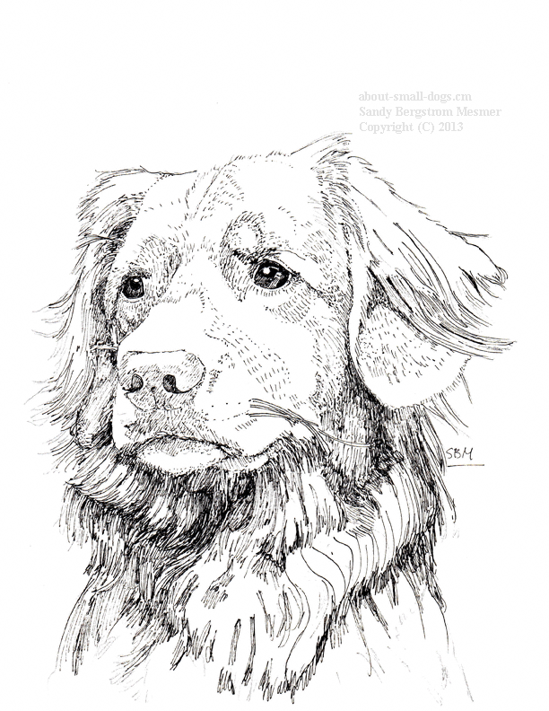 Nova Scotia Duck Tolling Retriever Cards 10 Cards