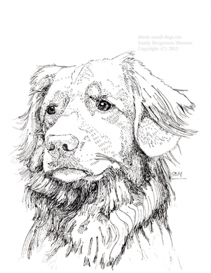 Nova Scotia Duck Tolling Retriever Print