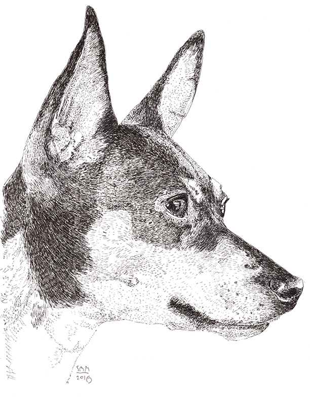 Toy Fox Terrier Cards 10 Cards