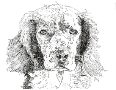 Welsh Springer Spaniel Print