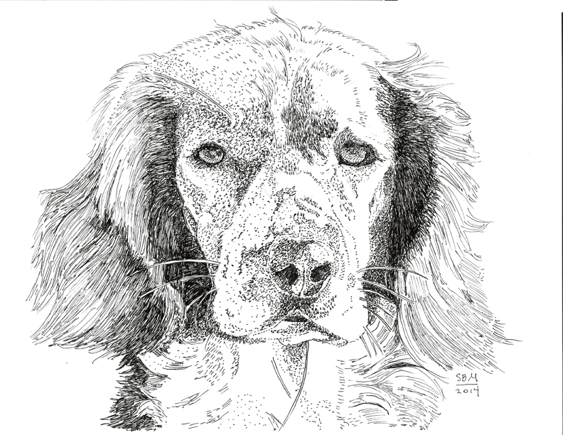 Welsh Springer Spaniel Cards 10 Cards