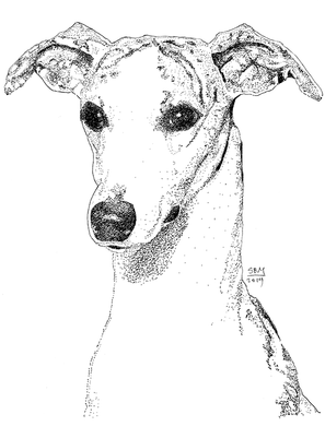 Whippet Print