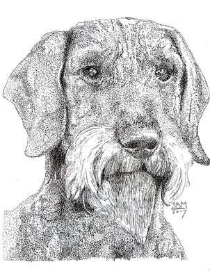 Dachshund Wire-Haired Print