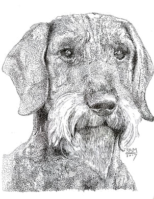 Dachshund Wire-Haired Cards 10 Cards