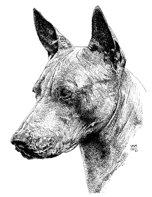 Xoloitzcuintli Print